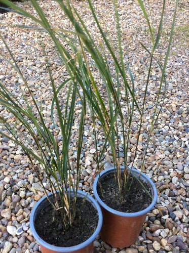 Anemanthele lessoniana - anemanthele,