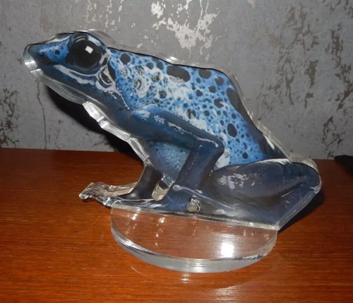 Blue poison dart - dart, frog