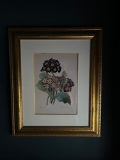 Pierre-Joseph Redoute mounted and framed print Primula Auricula