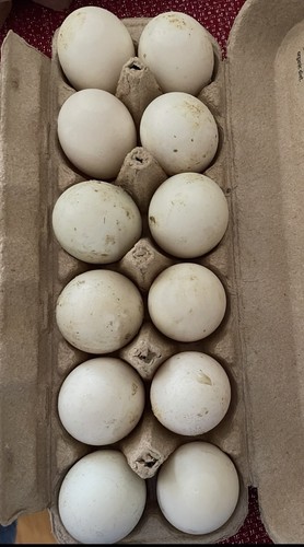 Bym fertile duck hatching - bym,