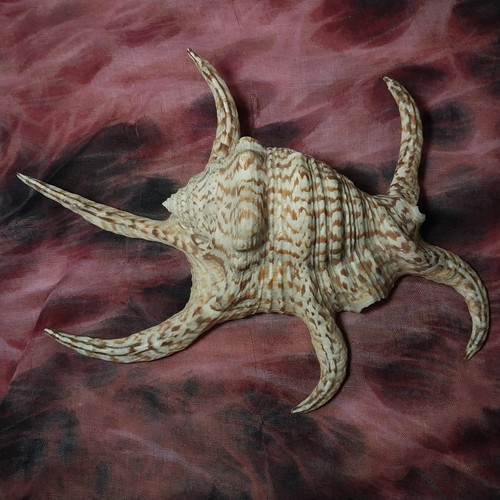 Large natural genuine - genuine, harpago