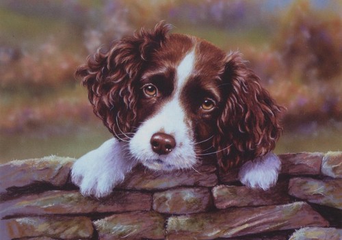 Springer spaniel puppy dog - dog, pup
