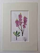 MATOUSOVA Mezereon - Mounted