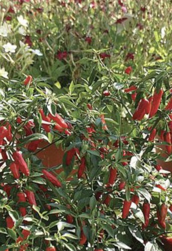 Apache chilli seeds - apache,