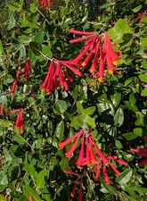 6 Native Coral Honeysuckle