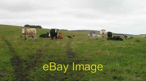 Photo 6x4 cattle brockhouse - 6x4, cattle,