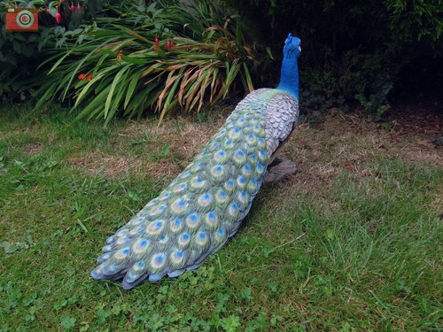 Vivid arts peacock real life - vivid, peacock,