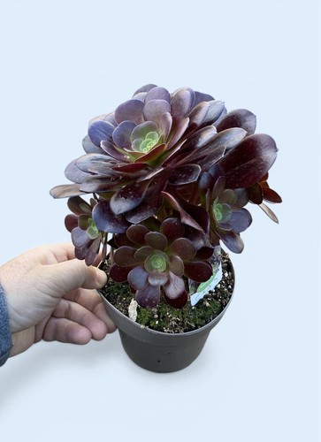 Aeonium arboreum plant - arboreum,