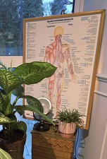 PAIR of Vintage Anatomical Posters laminated and framed in Oak