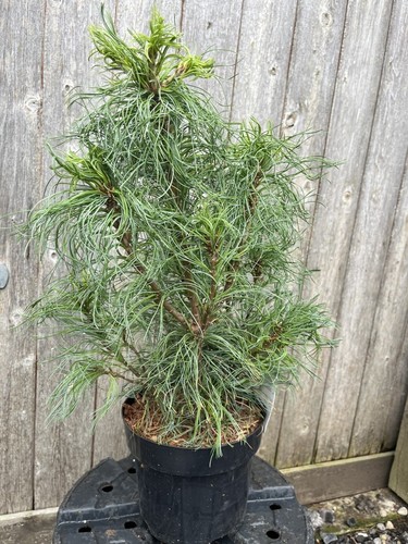 Weymouth pine tiny - pine, 'tiny