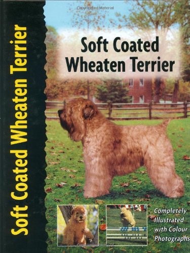 Soft coated wheaten terrier - soft,