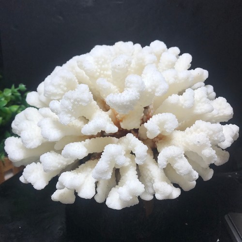 1000g natural real white reef - 1000g,
