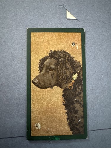 Taddy and dogs 1900 - 1900, french