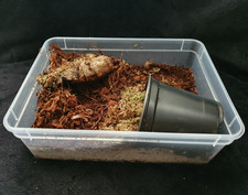 InsectsDirect - Giant African Land Snail Starter kit - Rear & Raise Hatchlings