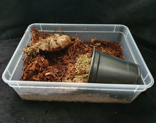 Insectsdirect giant african - insectsdirect,