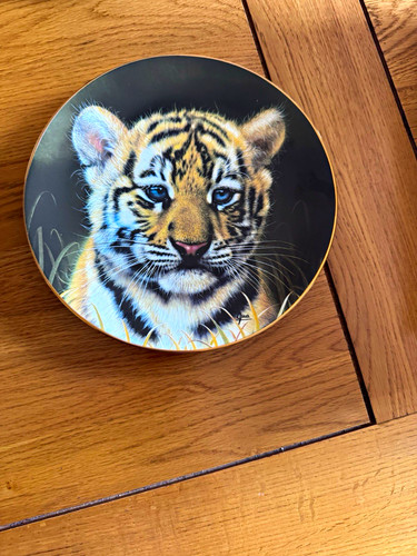 Princeton gallery tiger - tiger, cub