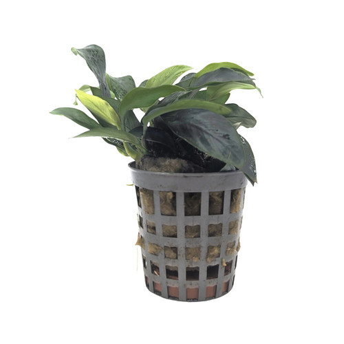 Anubias nana mini