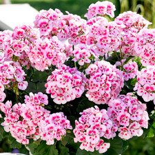 Large Plants-Garden Ready