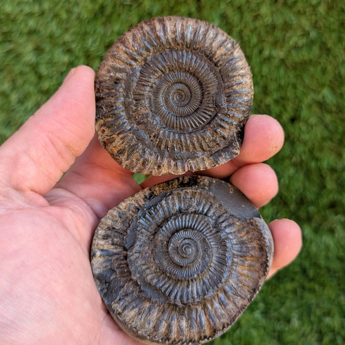 Dactylioceras ammonite fossil