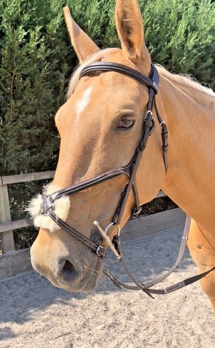 Grackle bridle figure for - grackle,