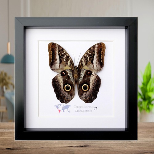 Framed caligo illioneus - caligo,