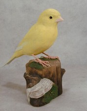 Border Fancy Canary