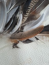 Collection Of Feathers