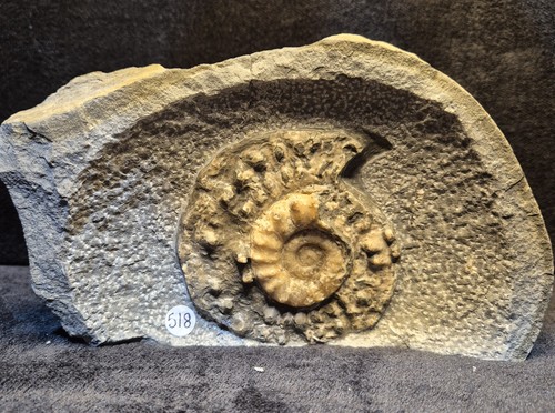 Calcite ammonite fossil - calcite,
