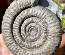 Dactylioceras ammonite large - ammonite,