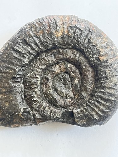 Large dactylioceras ammonite - dactylioceras,