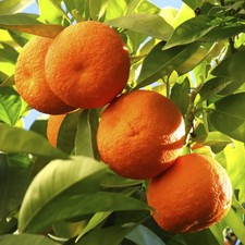 Large Citrus Orange Tree Supplied in 4L Pot, Established Plant, 70-90cm Tall