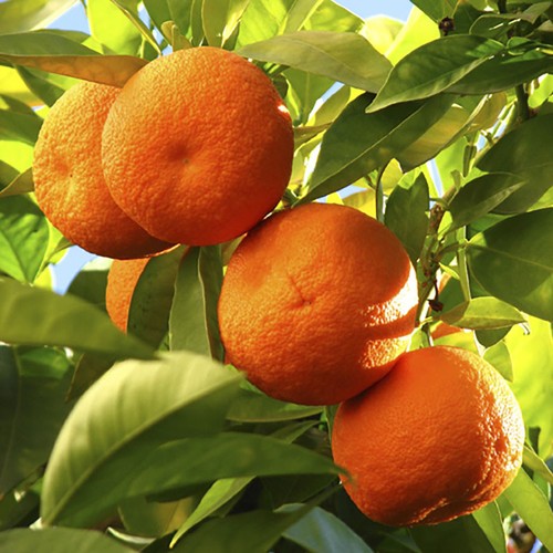 Large citrus orange - citrus,