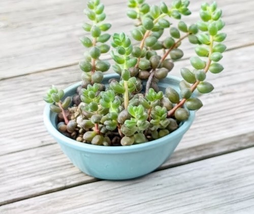 Sedum stahlii cutting easy - stahlii, x1