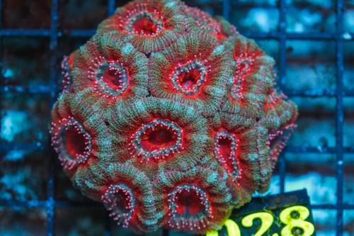 Wysiwyg live coral corals - wysiwyg,