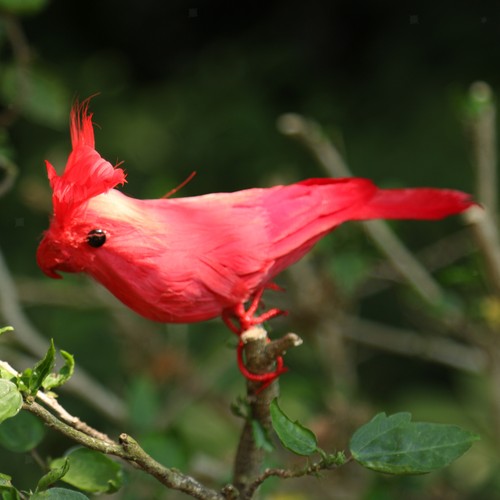 Small artificial red bird - small,