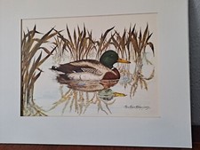 Mallard Drake Print, Teri