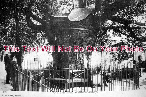 682 old elm - old, tree,