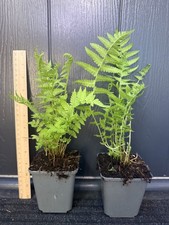 Matteuccia struthiopteris -