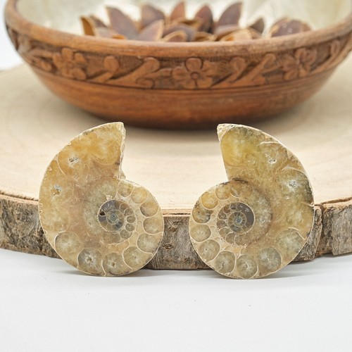 Polished ammonite fossil pair - ammonite,