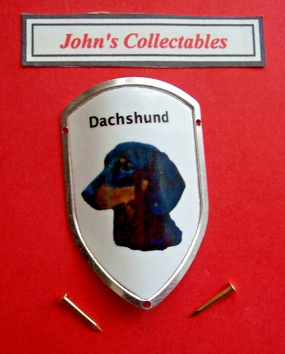 Dachshund walking - dachshund, (dog)
