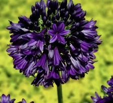 20 seeds  Agapanthus  Black