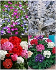 4 Mixed Summer Bedding Plug