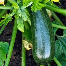 4 X Courgette Zucchini 'Black
