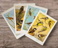 Vintage 1960s British Birds