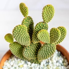 Opuntia microdasys bunny - opuntia, ears