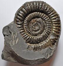 FREESTANDING AMMONITE  FOSSIL