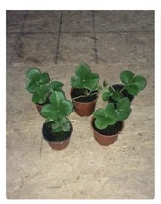 Ever Bearing Strawberry Potted