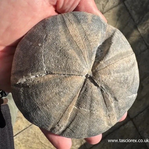 Clypeus ploti british - ploti, –