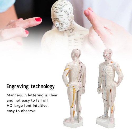 Human body acupuncture model - body,