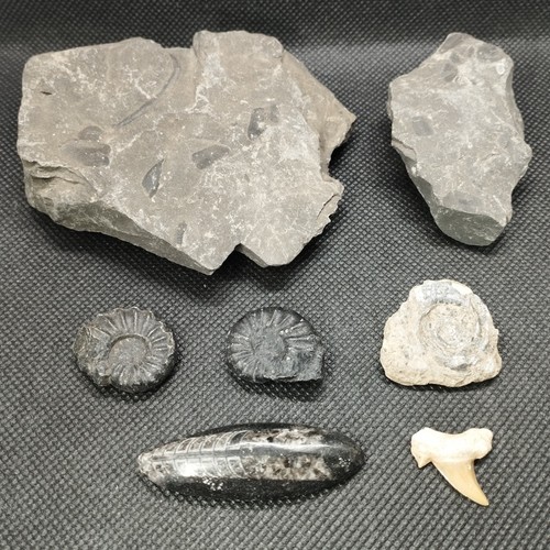 Fossil collection bundle - bundle,
